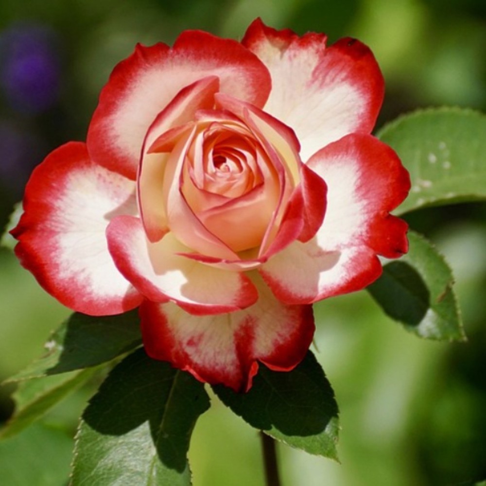 Meet your Posher, Batchelor